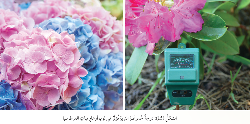 أزهار نبات القرطاسيا أزهار نبات القرطاسيا